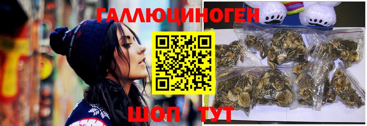 Псилоцибиновые грибы Psilocybe Великий Новгород
